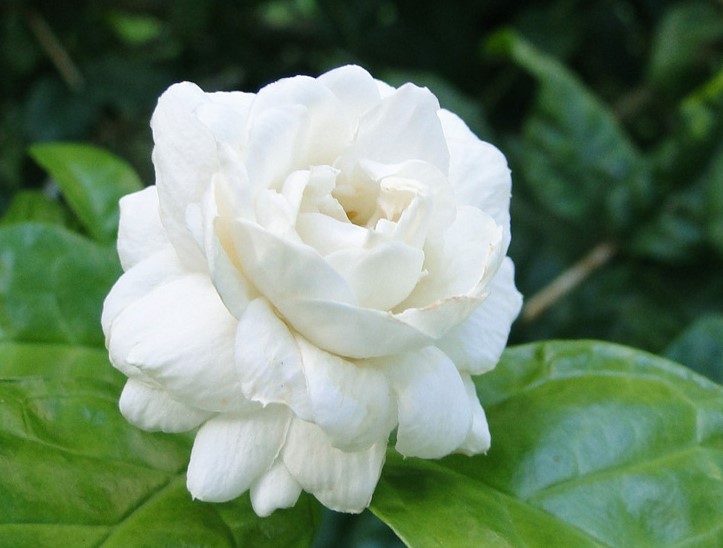 Bogari (Arabian Jasmine)