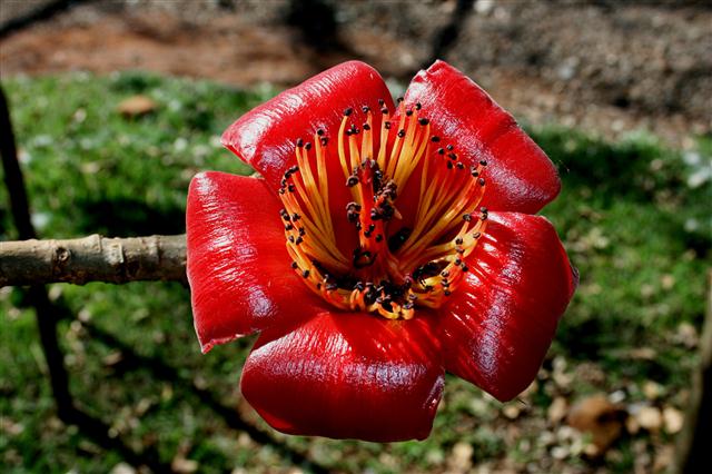 Bombaxceiba-flor2