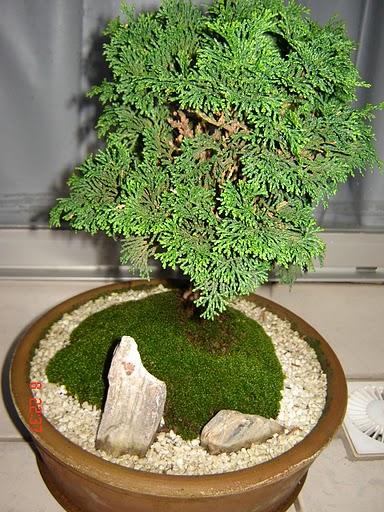 Bonsai_cedro nana