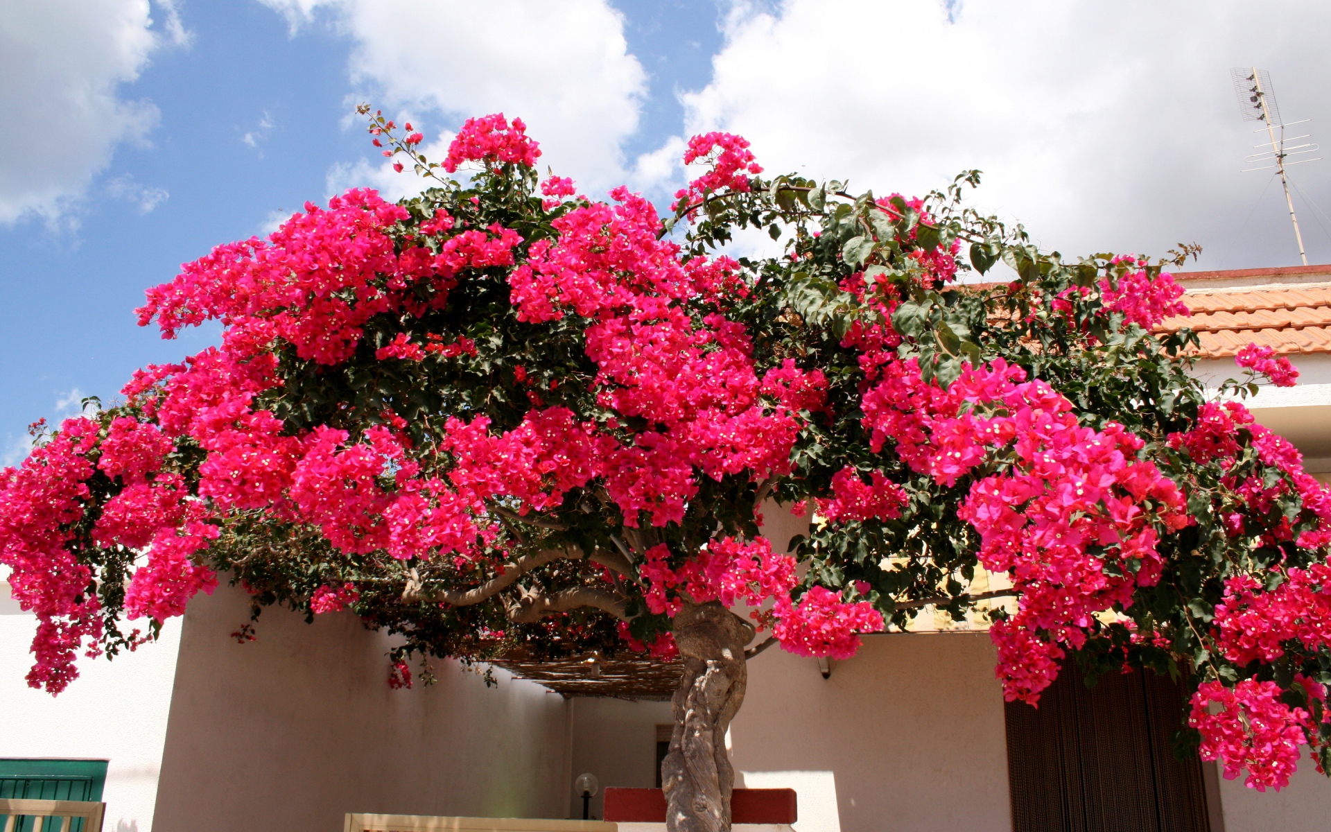 Bougainville