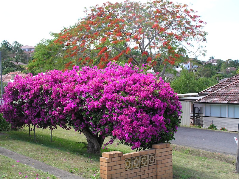 Bougainvillea-1