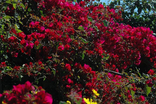 Bougainvillea-Peruviana