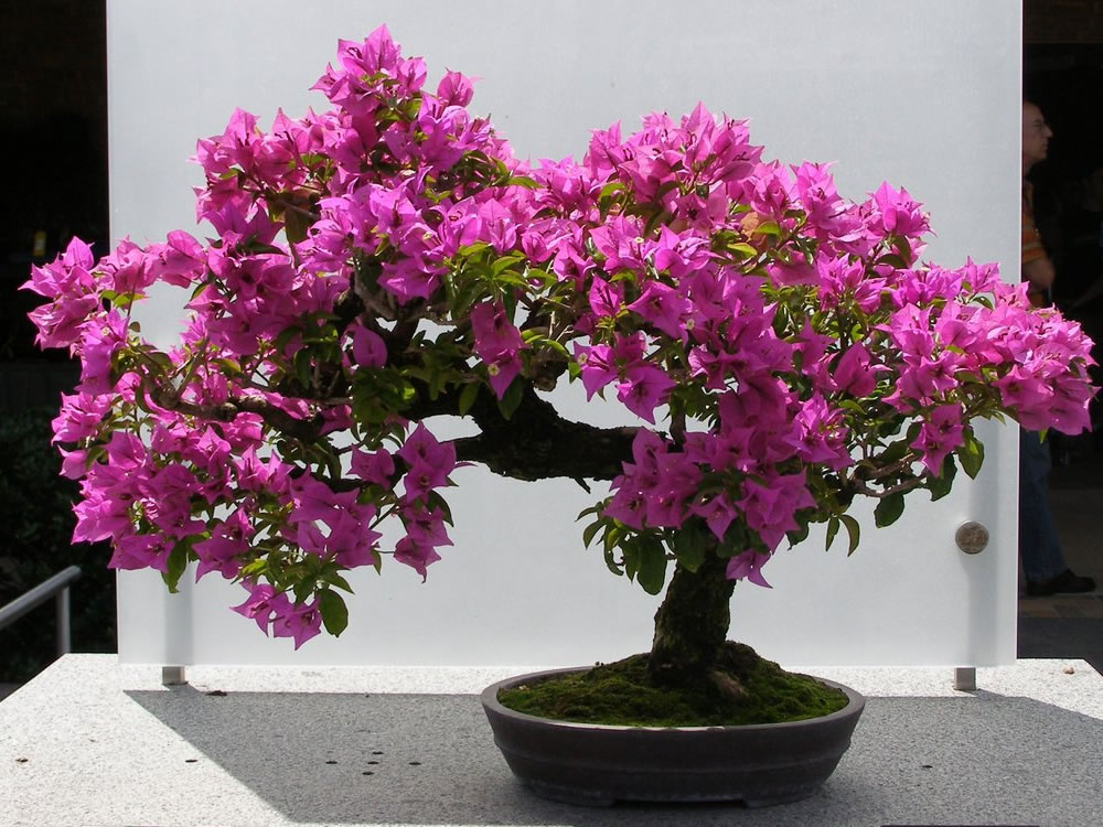 Bougainvillea-glabra-3