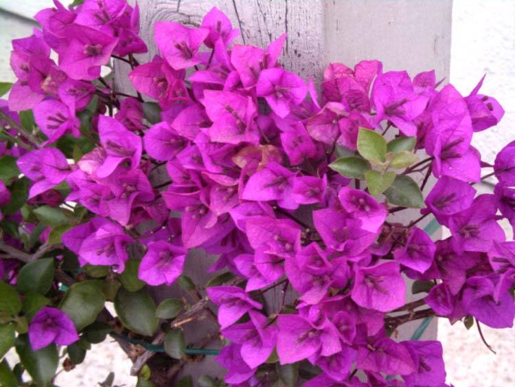 Bougainvillea  spectabilis