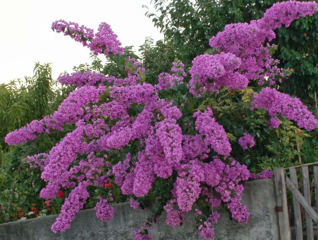 Bougainvillea spectabilis