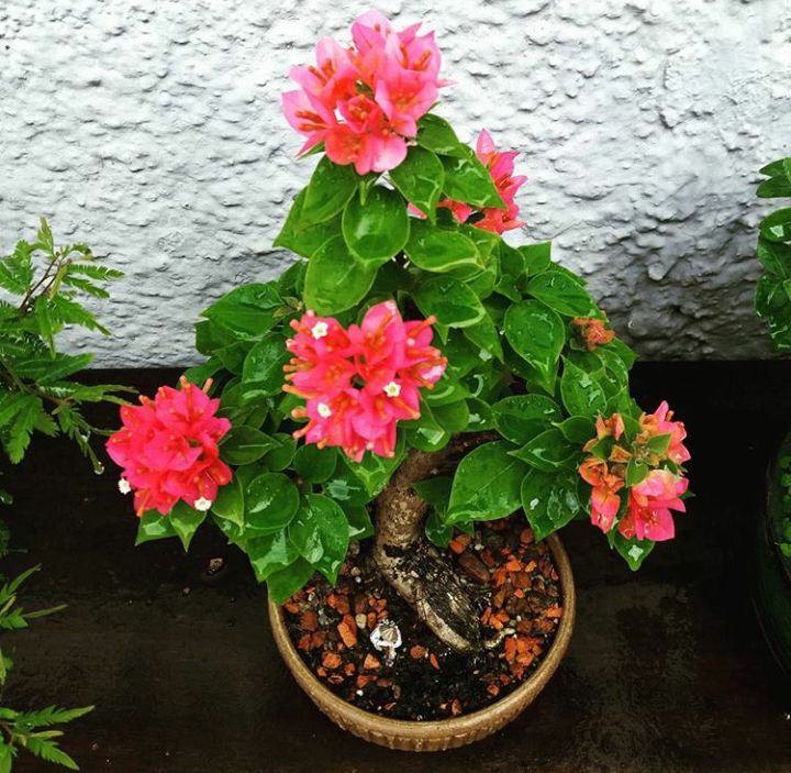 Bougainvillea