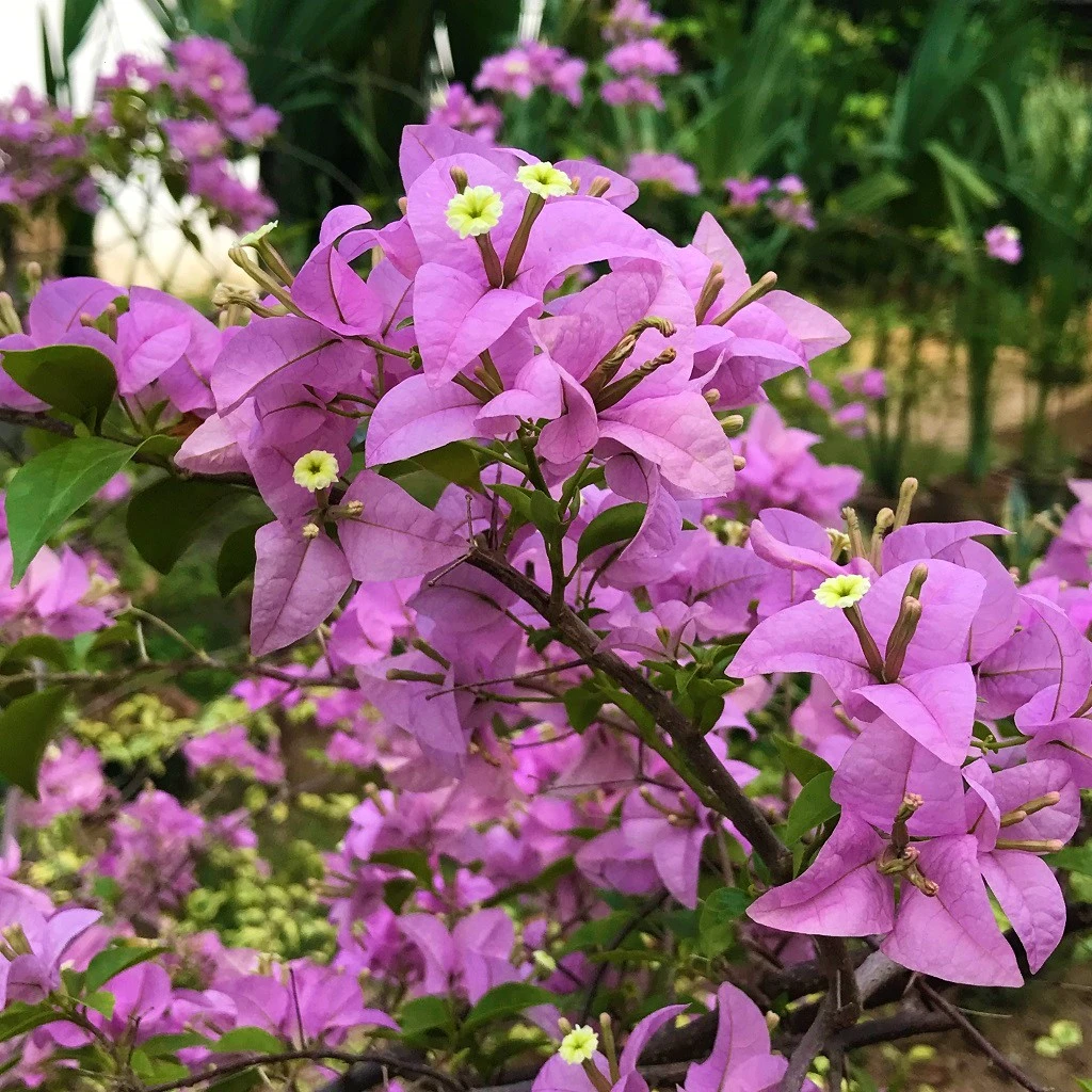 Bougainvillea_Glabra