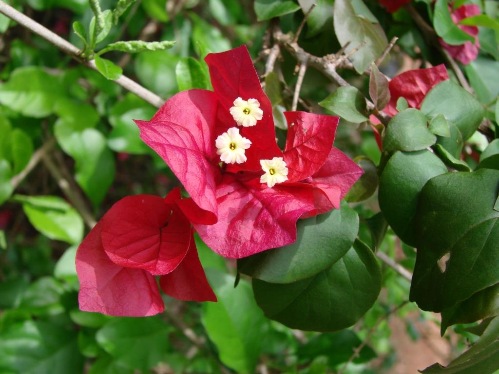 Bougainvillea_spectabilis