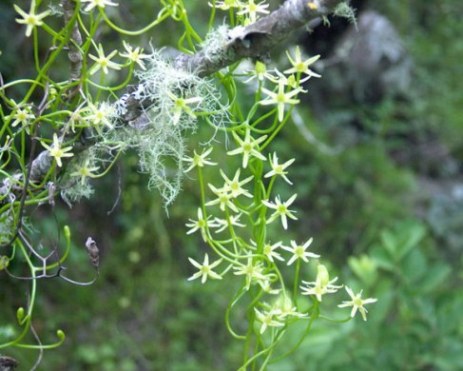 Bowiea_volubilis