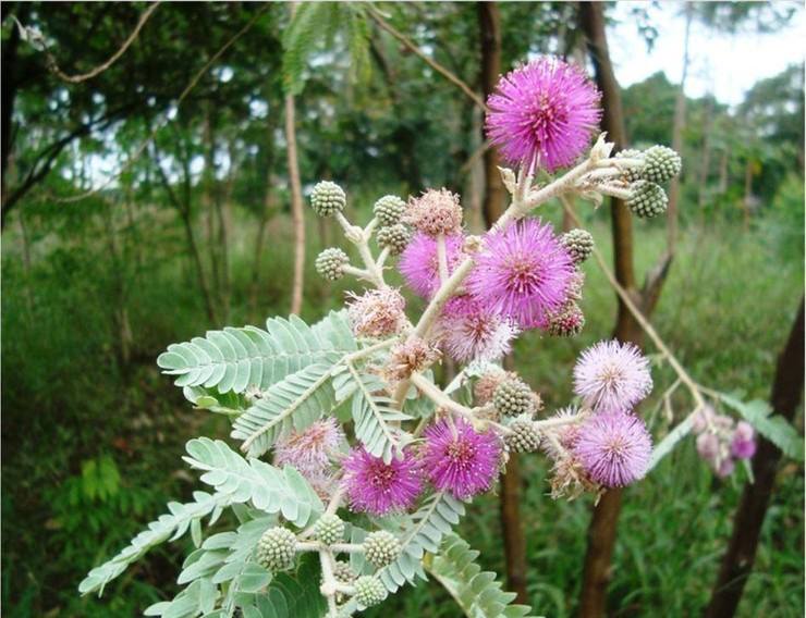 Bracatinga-rósea (Mimosa flocculosa)