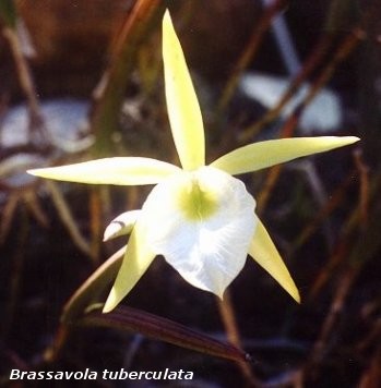 Brassarola_tuberculata