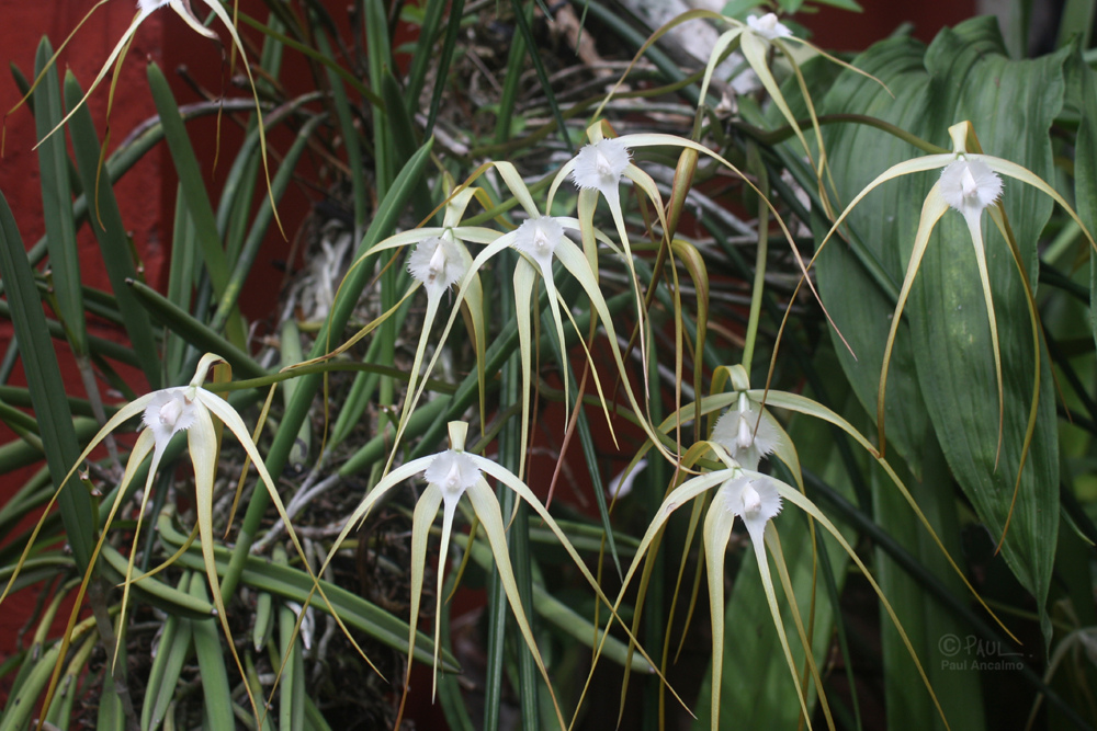 Brassavola Cucullata