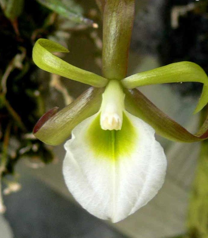 Brassavola Reginae