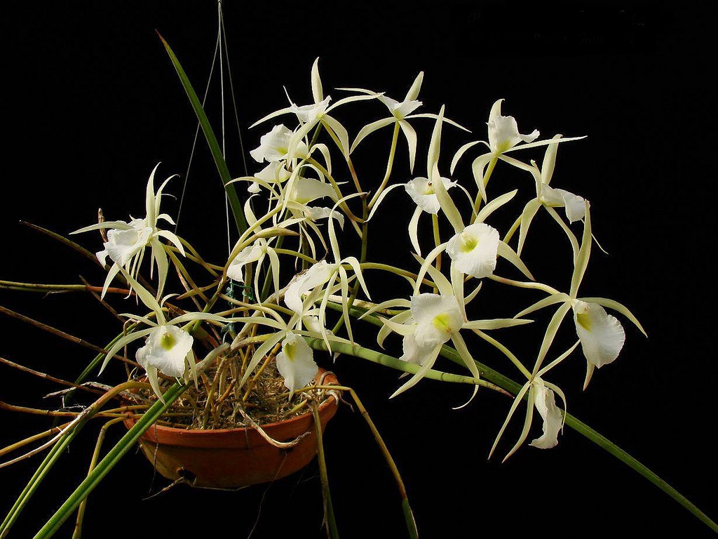 Brassavola flagellaris