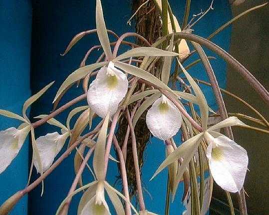 Brassavola fragrans