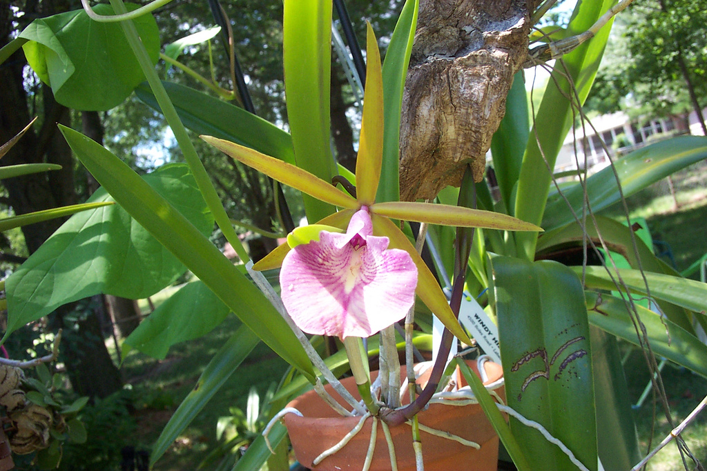 Brassavola nodosa x Cattleya Batalinii -bicolor x intermedia-