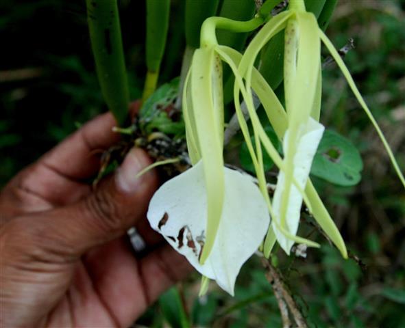 Brassavola nodosa