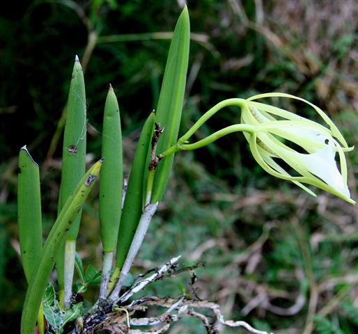 Brassavola nodosa!22 