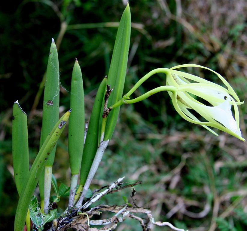 Brassavola nodosa!22