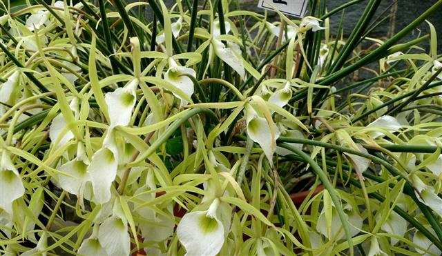 Brassavola perrini 2