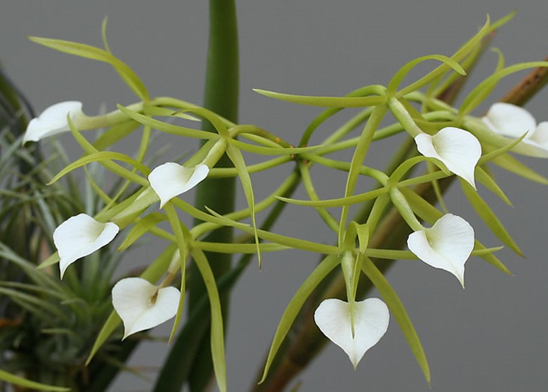 Brassavola subulifolia