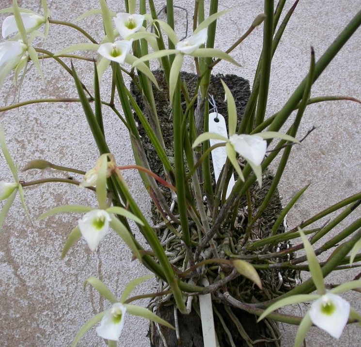 Brassavola tuberculata