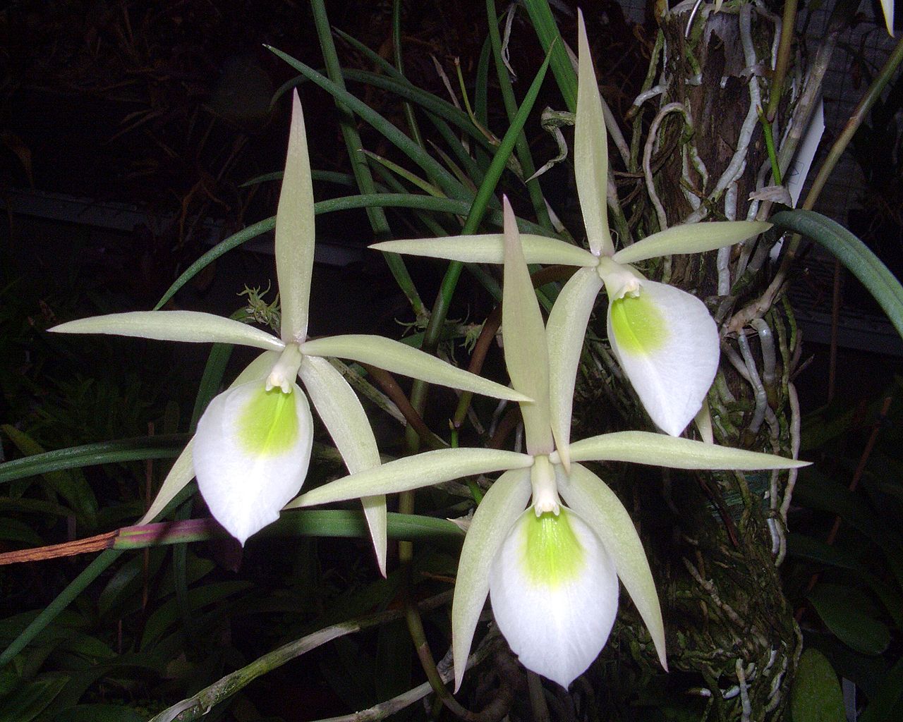 Brassavola_flagellaris