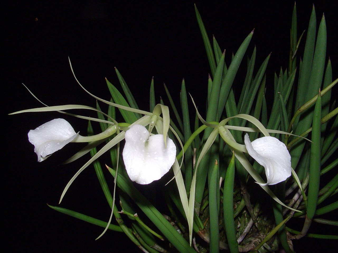 Brassavola_nodosa_03