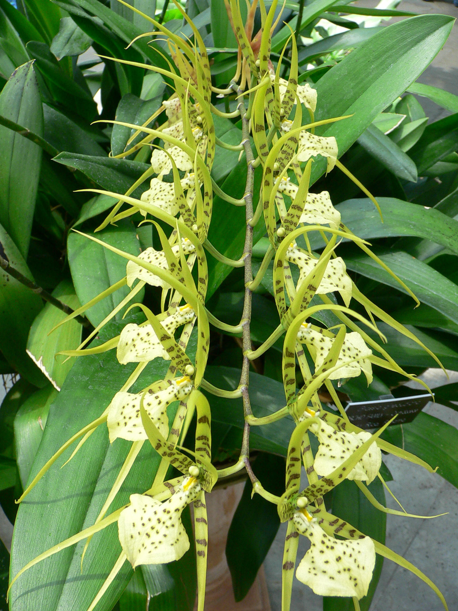 Brassia gireoudiana