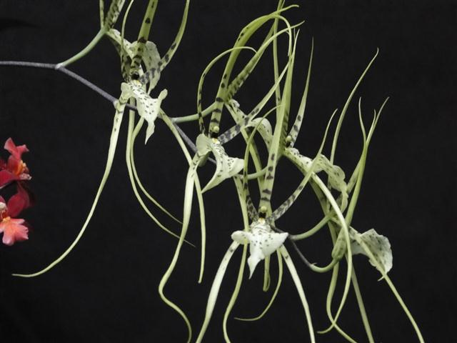 Brassia longissima