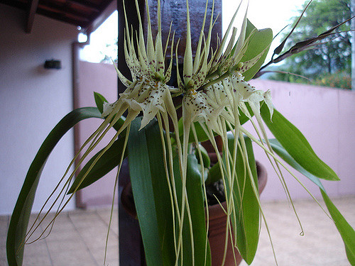 Brassia verrucosa