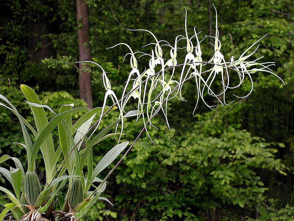 Brassia-verrucosa