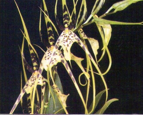 Brassia