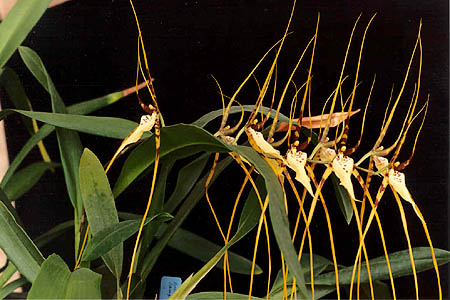 Brassia_arcuigera