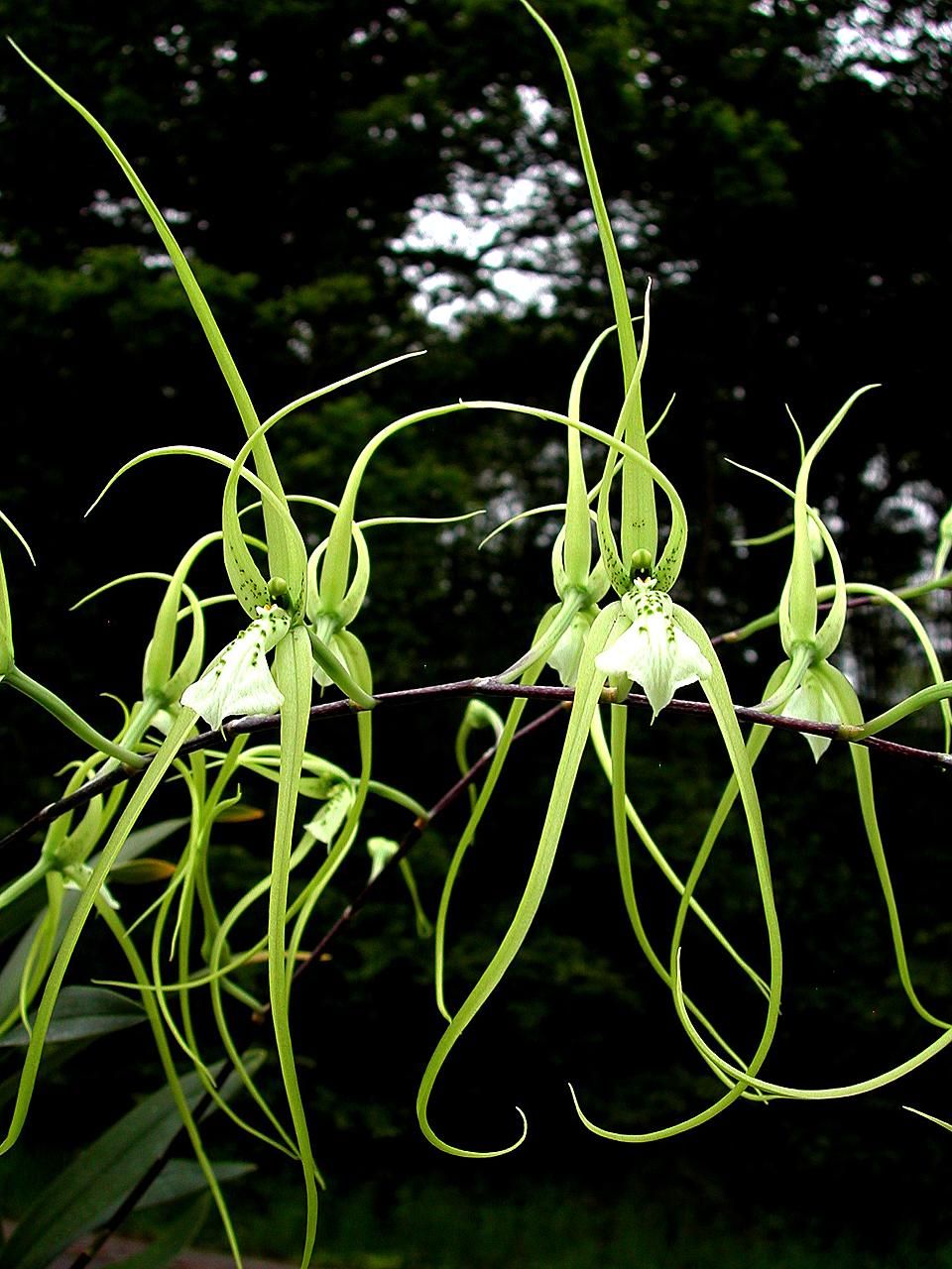 Brassia_verrucosa_01