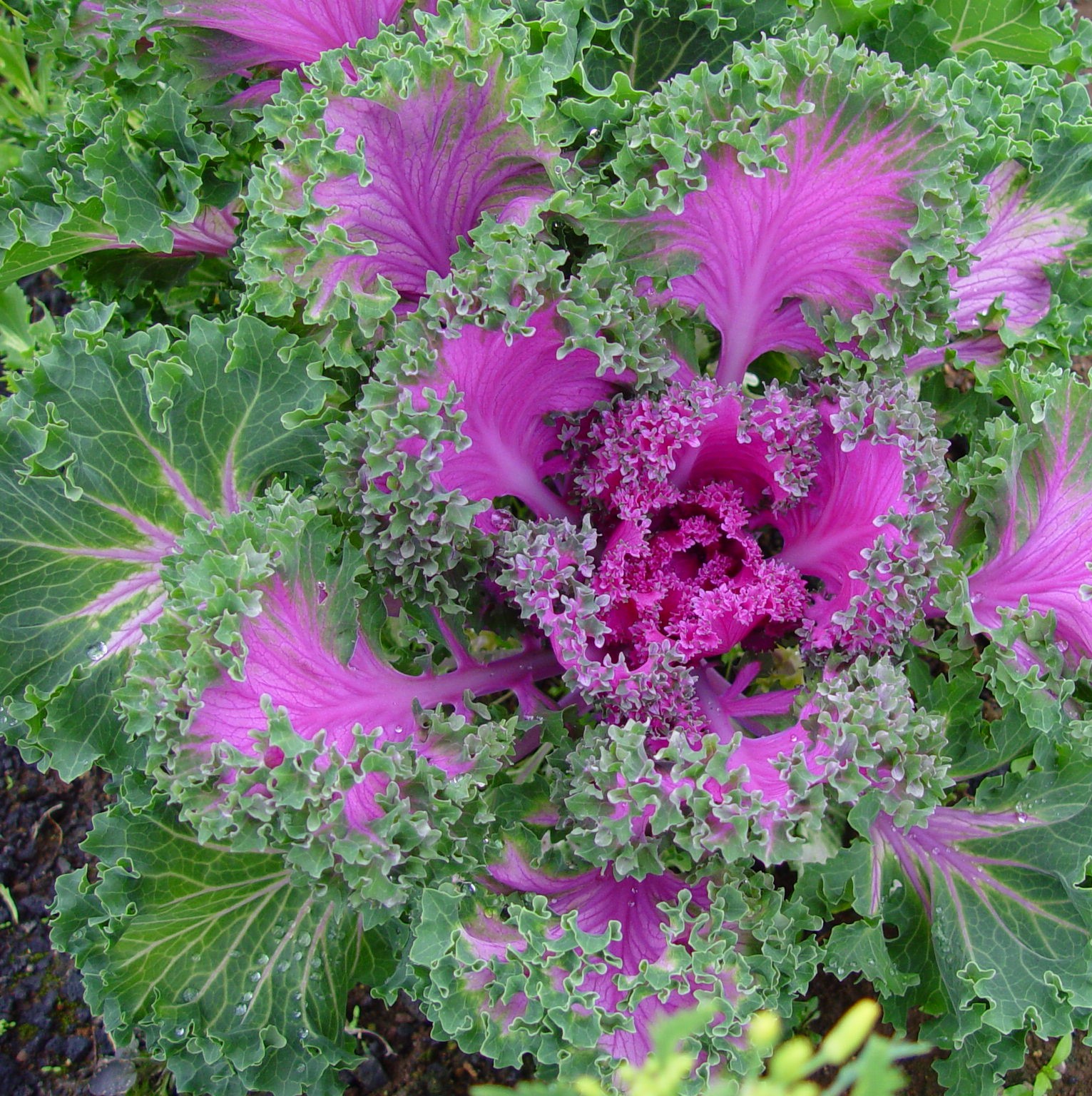 Brassica-oleracea-var.-acephala