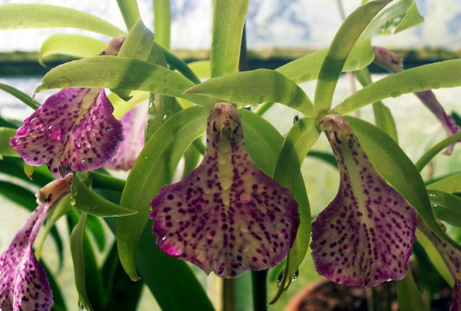 Brassocattleya Binosa (Brassavola nodosa x Cattleya bicolor)