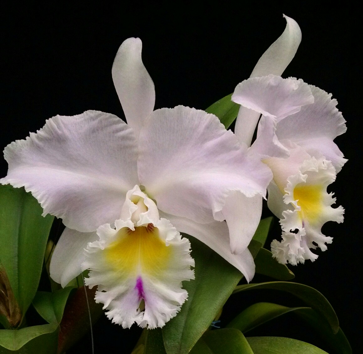 Brassocattleya Pastoral Innocence rosa