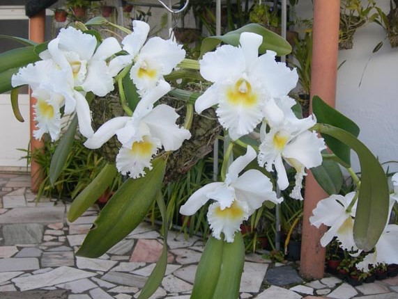 Brassocattleya Pastoral Innocence