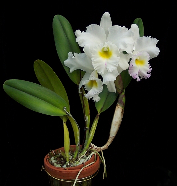 Brassocattleya pastoral innocence