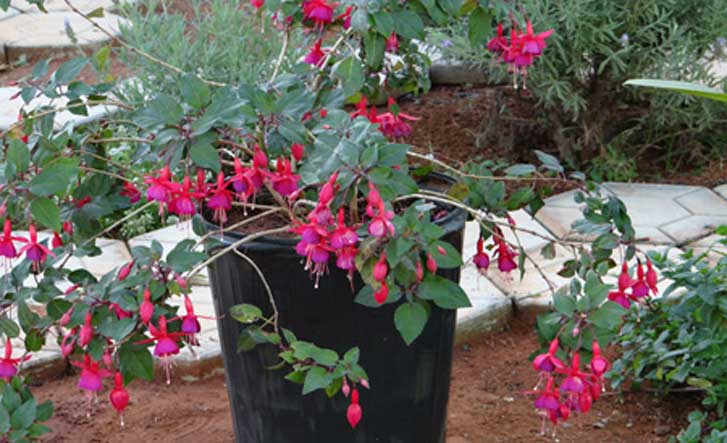 Brinco-de-princesa - (Fuchsia sp)