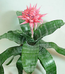 Bromelia Aechmea Fasciata