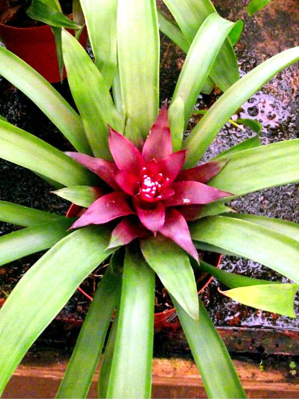 Bromelia Guzmania