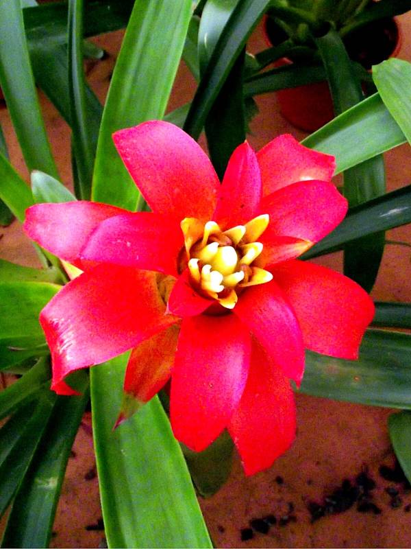 Bromelia Neoregelia Vermelha