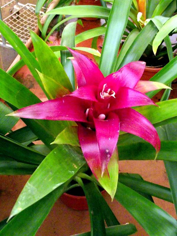 Bromelia Neoregelia Vinho