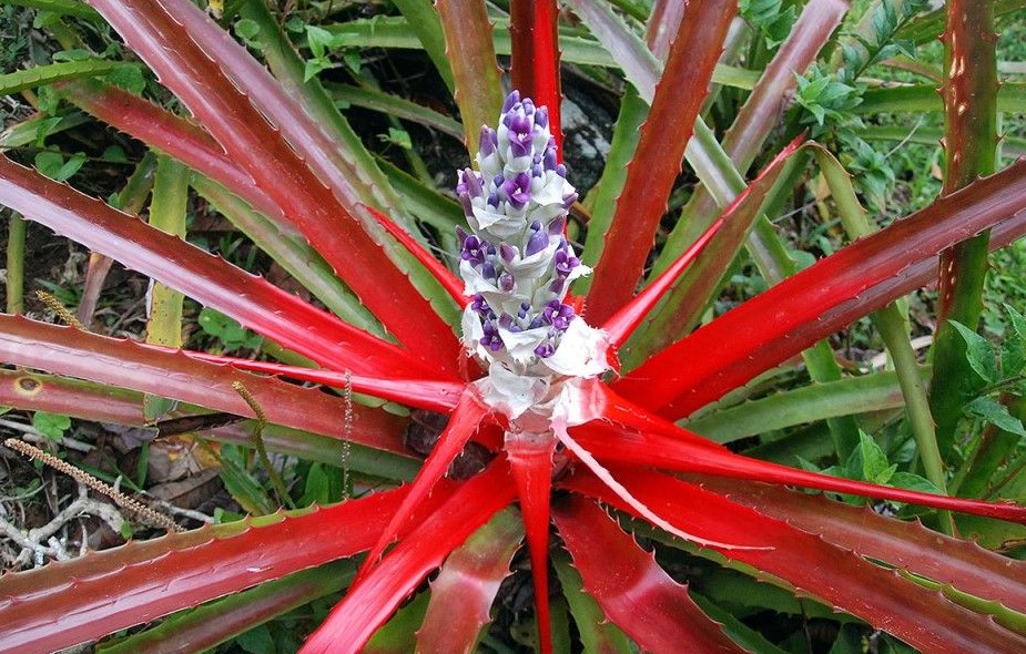 Bromelia antiacantha