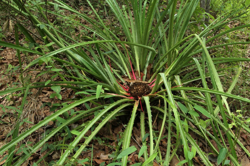 Bromelia karatas