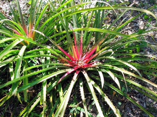 Bromelia karatas L.