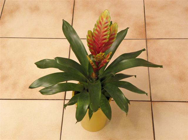 Bromelia_Vriesea (Small)