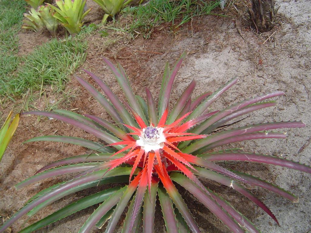 Bromelia_balansae 